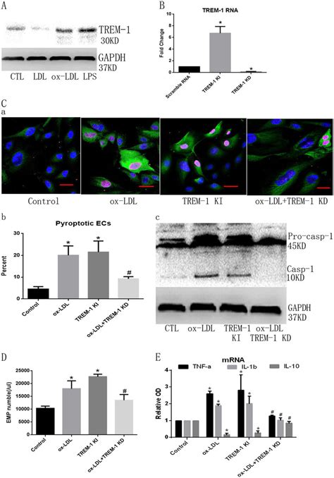 Trem Participates In Ox Ldl Induced Ecs Pyroptosis A Ox Ldl And