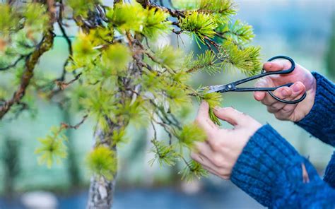 Meaning and Symbolism of Bonsai Trees - Bonsai Primer