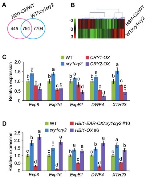 Crys And Hbi Antagonistically Regulate The Expression Of Genes