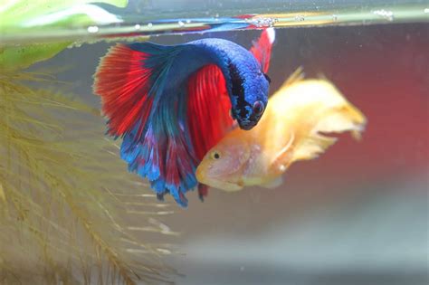 How to Tell if Your Betta Fish is a Boy or a Girl | Breeding betta fish ...