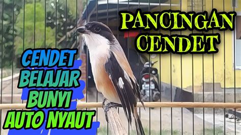 PANCINGAN SUARA INI UNTUK CENDET AGAR CEPAT BUNYI GACOR MASTERAN