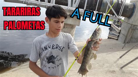 Tarariras Y Palometas Con Carnada Pesca A Full En El Arroyo