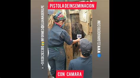 Pistola De Inseminaci N Para Vacas Con C Mara Youtube