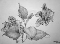 9 Best Nature study drawing rendering plants ideas | pencil drawings ...