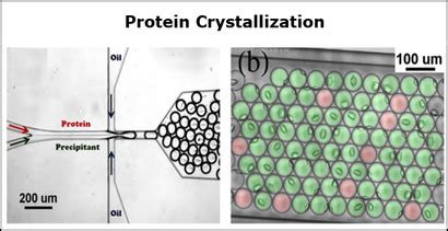 Protein Crystallization - fradenlab