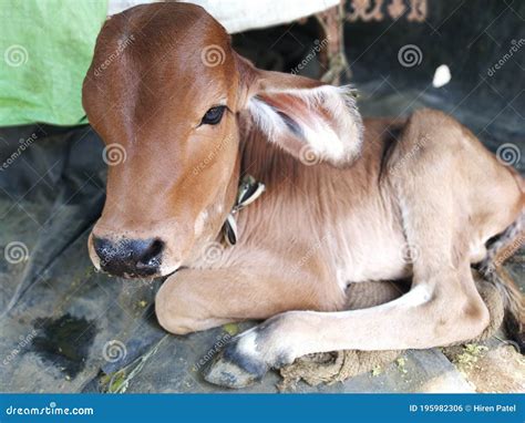 Cow Baby Calf Newborn Stock Photo Image Of Newborn