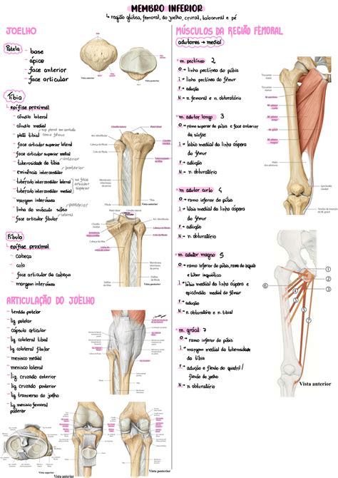 Solution Anatomia Ossos E M Sculos Do Membro Inferior Studypool