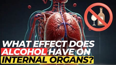 What Effect Does Alcohol Have On Internal Organs Youtube