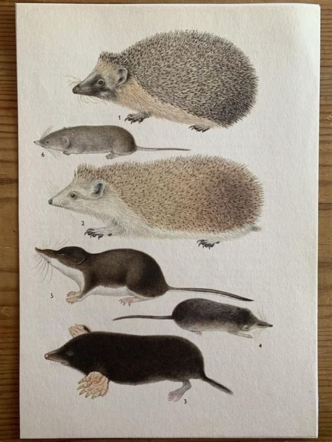 four different types of hedgehogs sitting on top of a wooden table next to each other