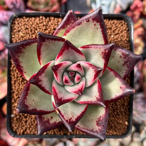 Echeveria Agavoides Ebony Hybrid 3 Succulent Plant True Succulents