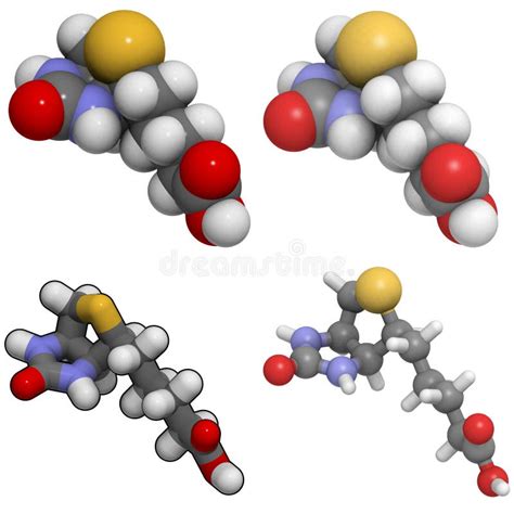 Biotin Molecule Structural Chemical Formula Ball And Stick Model