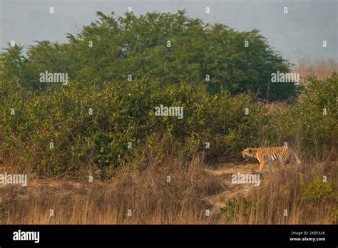 tigre de bengala hembra salvaje o tigris panthera en acción para cazar