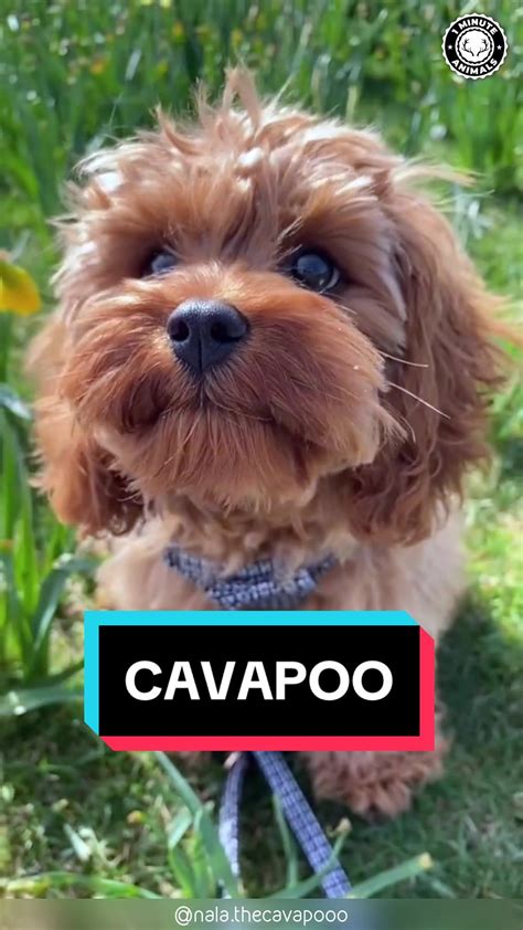 Der Cavapoo Rasseportrait Artofit