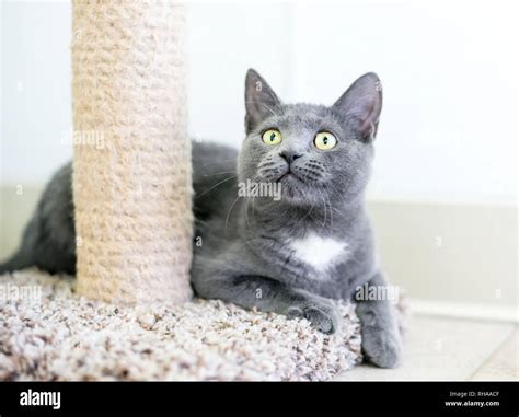 Kittens Short Hair Gray Telegraph