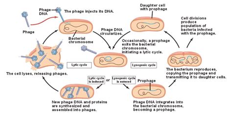 Lysogenic Cycle Diagram