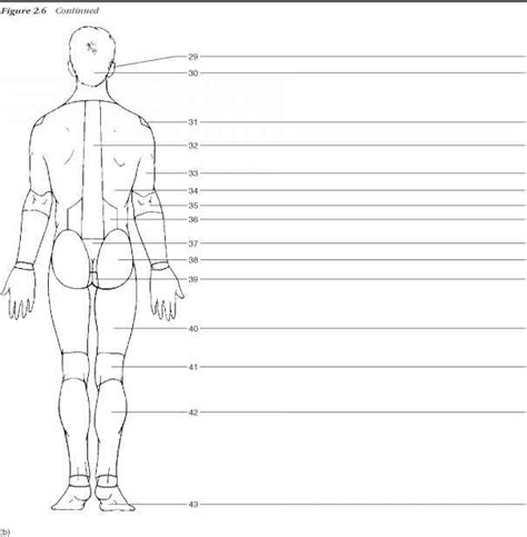 Printable Body Regions Labeling Worksheet