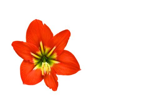 Amaryllis On White Background Isolated Amaryllis Petal Orange Png