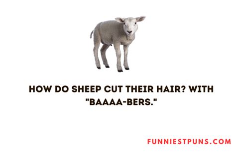 90+ Funny Sheep Puns And Jokes - Funniest Puns