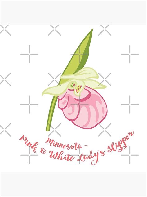 Minnesota State Flower Pink White Lady S Slipper Poster For Sale