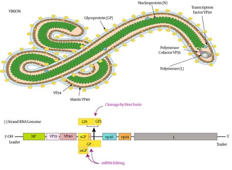 Structure And The Genome Of Ebola Virus 24 Download Scientific Diagram