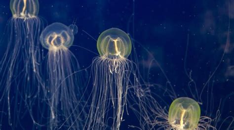 Understanding Jellyfish Eyes: Their Function and Evolution - Tcrascolorado