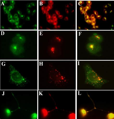 Acsf Localizes To The Golgi In Neuro A Cells And Migrates To Synaptic