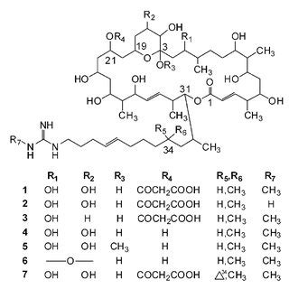 (PDF) Guanidine-Containing Polyhydroxyl Macrolides: Chemistry, Biology ...