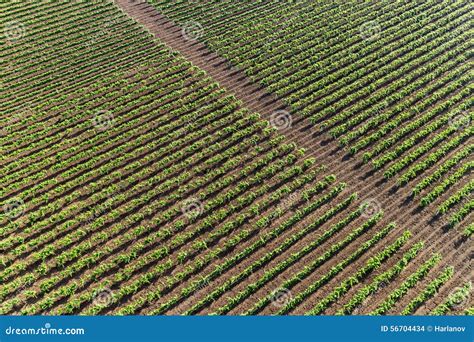 Vineyard Stock Photo Image Of Crop Rural Scenics Cultivated 56704434