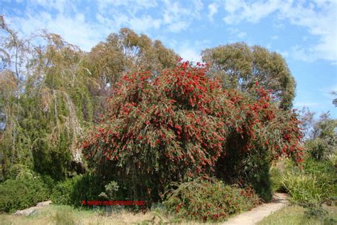 Callistemon Kings Park Special Kelley Macdonald Flickr