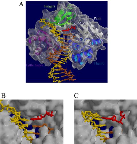 A Ternary Complex Of Sulfolobus Sulfataricus Dpo4 Complexed With A DNA