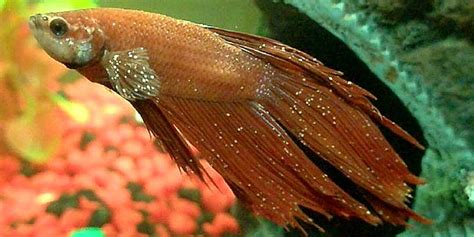 Betta Fish Diseases - How To Treat A Sick Betta Fish - Bettafish.org (2023)