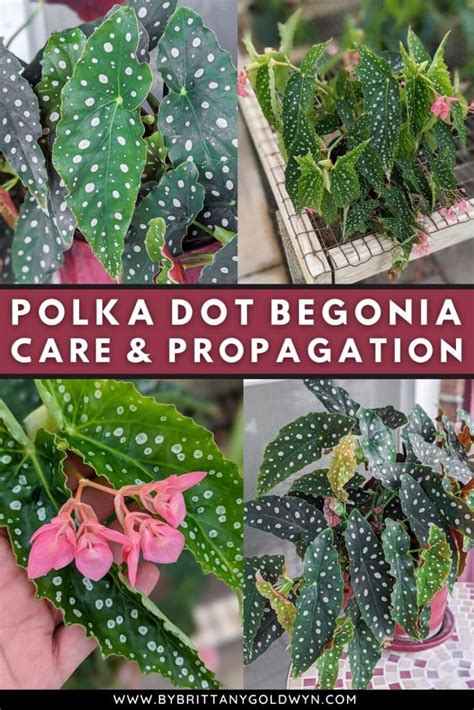 Polka Dot Begonia Care Pin By Brittany Goldwyn Live Creatively