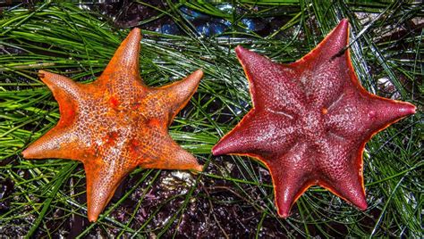 The Most Visually Stunning Sea Stars Starfish In The World With