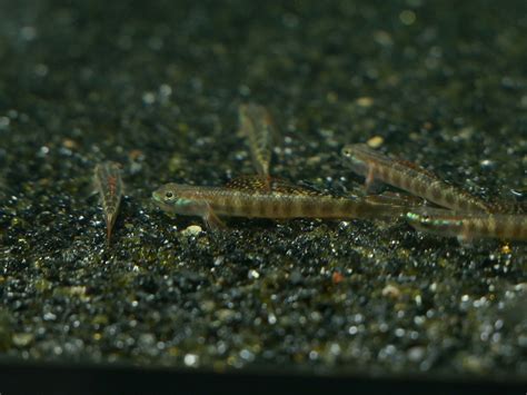 Gold Neon Dwarf Goby Stiphodon Tilaureus Moonlightaquatics