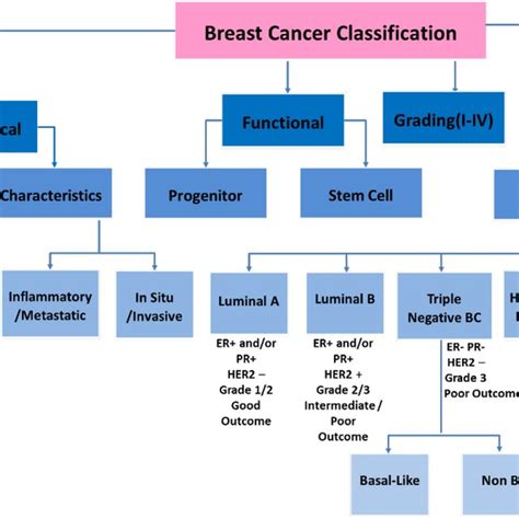 Breast Cancer Classification The Figure Illustrates Categories Based