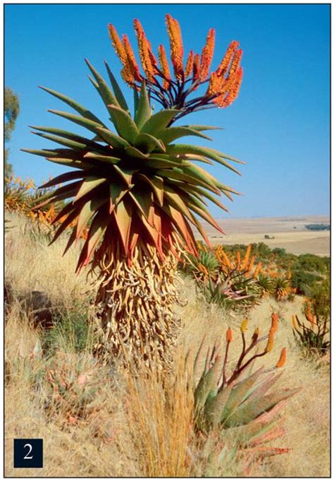 A First Record Of A South African Aloe Aloe Spectabilis Becoming