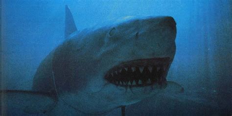 Shark Arm Mystery: How a Sick Tiger Shark Opened a Murder Investigation ...