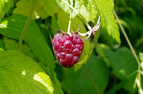 Fotos Gratis Fruta Baya Dulce Hoja Flor Arbusto Comida Rojo