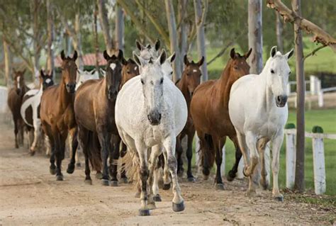 Hist Ria Do Cavalo No Rio Grande Do Sul Quais Ra As Existem Mundo