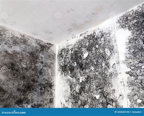 Fungus and Black Mold on the Walls and Ceiling of the Room Stock Photo - Image of interior ...