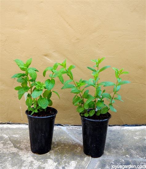 Mint Wonderful Mint How To Care For And Plant This Fragrant Herb