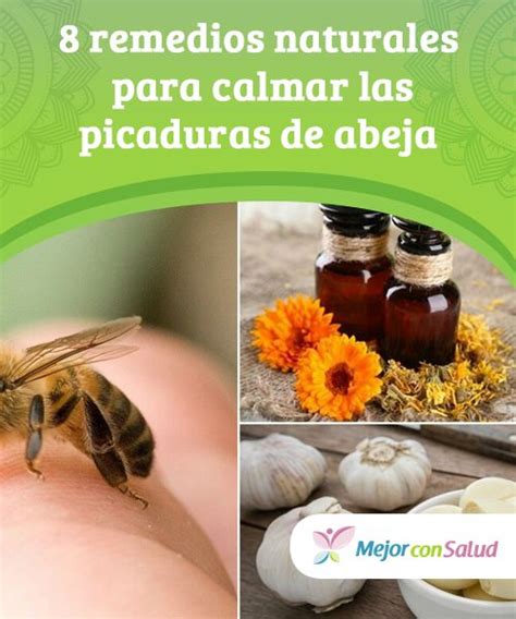 Medicina Natural Para Picadura De Avispa Arcon