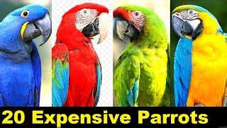 TOP 10 MOST EXPENSIVE PARROTS IN THE WORLD 2020 Atelier Yuwa Ciao Jp