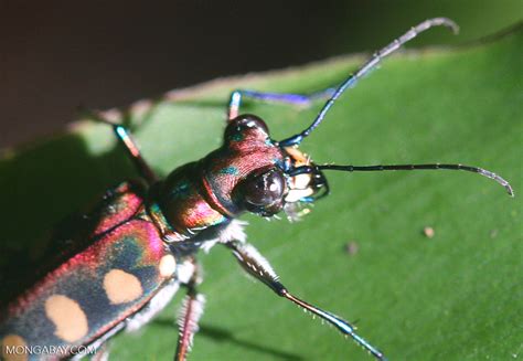 Spotted Tiger Beetle Cicindela Aurulenta