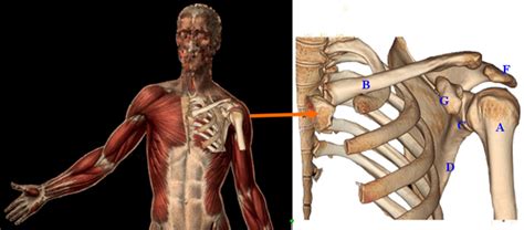 Anatomie Docteur Bleton Chirurgie du membre supérieur