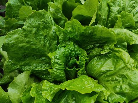 How To Harvest Lettuce Seeds — Meadowlark Journal