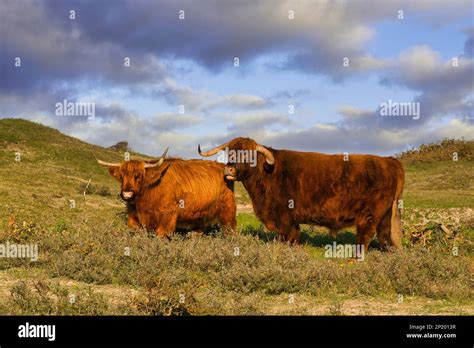 Highland Cattle In The North Holland Dune Reserve A Bull And A Cow