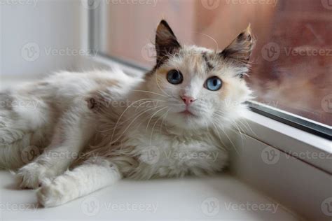 Tortoiseshell Cat With Blue Eyes