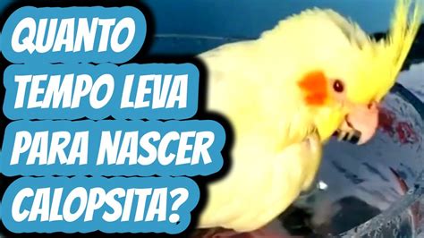 Quanto Tempo A Calopsita Choca O Ovo - Quanto tempo demora para chocar um ovo de calopsita? Quantos dias leva ...