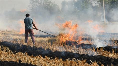 Of Total Stubble Burning Cases In Punjab This Year Reported In Last